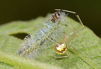 Cobweb Spider - Theridion albidum Wrapping up a caterpillar.<br />
<br />
Habitat: Garden<br />
https://www.jungledragon.com/image/106812/cobweb_spider_-_theridion_albidum.html Geotagged,Spring,Theridion albidum,United States