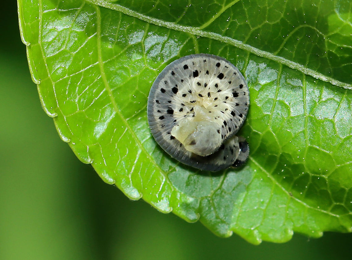 Sawfly Larva - Macrophya sp. Habitat: Unknown host plant; mixed forest/meadow edge<br />
<figure class="photo"><a href="https://www.jungledragon.com/image/106815/sawfly_larva_-_macrophya_sp.html" title="Sawfly Larva - Macrophya sp."><img src="https://s3.amazonaws.com/media.jungledragon.com/images/3232/106815_thumb.jpg?AWSAccessKeyId=05GMT0V3GWVNE7GGM1R2&Expires=1759968010&Signature=7U6CKxrbaGMw70eNexw4y%2B2o2bo%3D" width="200" height="156" alt="Sawfly Larva - Macrophya sp. Habitat: Unknown host plant; mixed forest/meadow edge<br />
https://www.jungledragon.com/image/106814/sawfly_larva_-_macrophya_sp.html Geotagged,Spring,United States" /></a></figure> Geotagged,Macrophya,Spring,United States,larva,sawfly larva,sawlfy