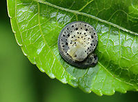 Sawfly Larva - Macrophya sp. Habitat: Unknown host plant; mixed forest/meadow edge<br />
https://www.jungledragon.com/image/106815/sawfly_larva_-_macrophya_sp.html Geotagged,Macrophya,Spring,United States,larva,sawfly larva,sawlfy