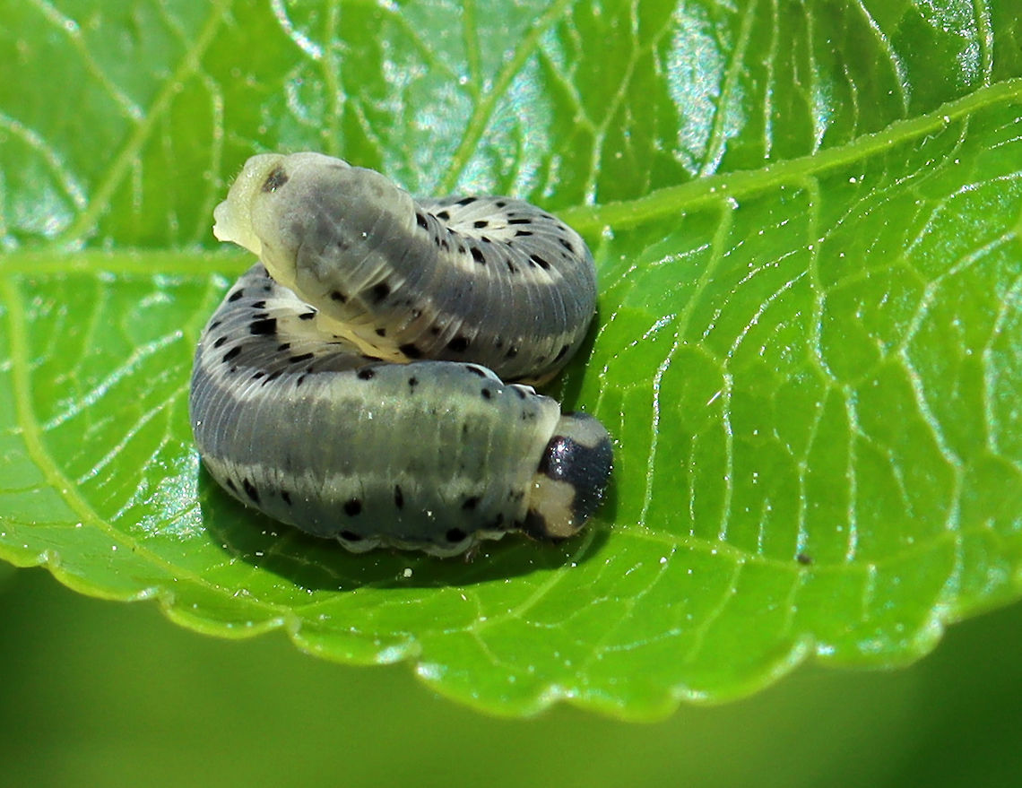 Sawfly Larva - Macrophya sp. Habitat: Unknown host plant; mixed forest/meadow edge<br />
<figure class="photo"><a href="https://www.jungledragon.com/image/106814/sawfly_larva_-_macrophya_sp.html" title="Sawfly Larva - Macrophya sp."><img src="https://s3.amazonaws.com/media.jungledragon.com/images/3232/106814_thumb.jpg?AWSAccessKeyId=05GMT0V3GWVNE7GGM1R2&Expires=1759968010&Signature=uzr3CmdQ0JK3SNldMN5mD4v9hZY%3D" width="200" height="148" alt="Sawfly Larva - Macrophya sp. Habitat: Unknown host plant; mixed forest/meadow edge<br />
https://www.jungledragon.com/image/106815/sawfly_larva_-_macrophya_sp.html Geotagged,Macrophya,Spring,United States,larva,sawfly larva,sawlfy" /></a></figure> Geotagged,Spring,United States