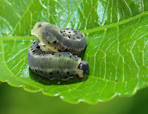 Sawfly Larva - Macrophya sp. Habitat: Unknown host plant; mixed forest/meadow edge
https://www.jungledragon.com/image/106814/sawfly_larva_-_macrophya_sp.html Geotagged,Spring,United States