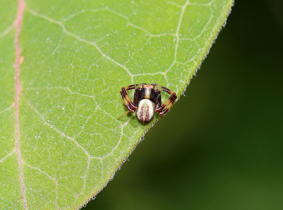 Goldenrod Crab Spider (Male) - Misumena vatia Habitat: Mixed forest/meadow edge<br />
<figure class="photo"><a href="https://www.jungledragon.com/image/106817/goldenrod_crab_spider_male_-_misumena_vatia.html" title="Goldenrod Crab Spider (Male) - Misumena vatia"><img src="https://s3.amazonaws.com/media.jungledragon.com/images/3232/106817_thumb.jpg?AWSAccessKeyId=05GMT0V3GWVNE7GGM1R2&Expires=1769040010&Signature=2Z6Z%2BiLwWZ050sqyZE1VBUhcKiQ%3D" width="200" height="150" alt="Goldenrod Crab Spider (Male) - Misumena vatia Habitat: Mixed forest/meadow edge<br />
https://www.jungledragon.com/image/106816/goldenrod_crab_spider_male_-_misumena_vatia.html Geotagged,Goldenrod crab spider,Misumena vatia,Spring,United States" /></a></figure> Geotagged,Goldenrod crab spider,Misumena,Misumena vatia,Spring,United States,crab spider,male crab spider,spider