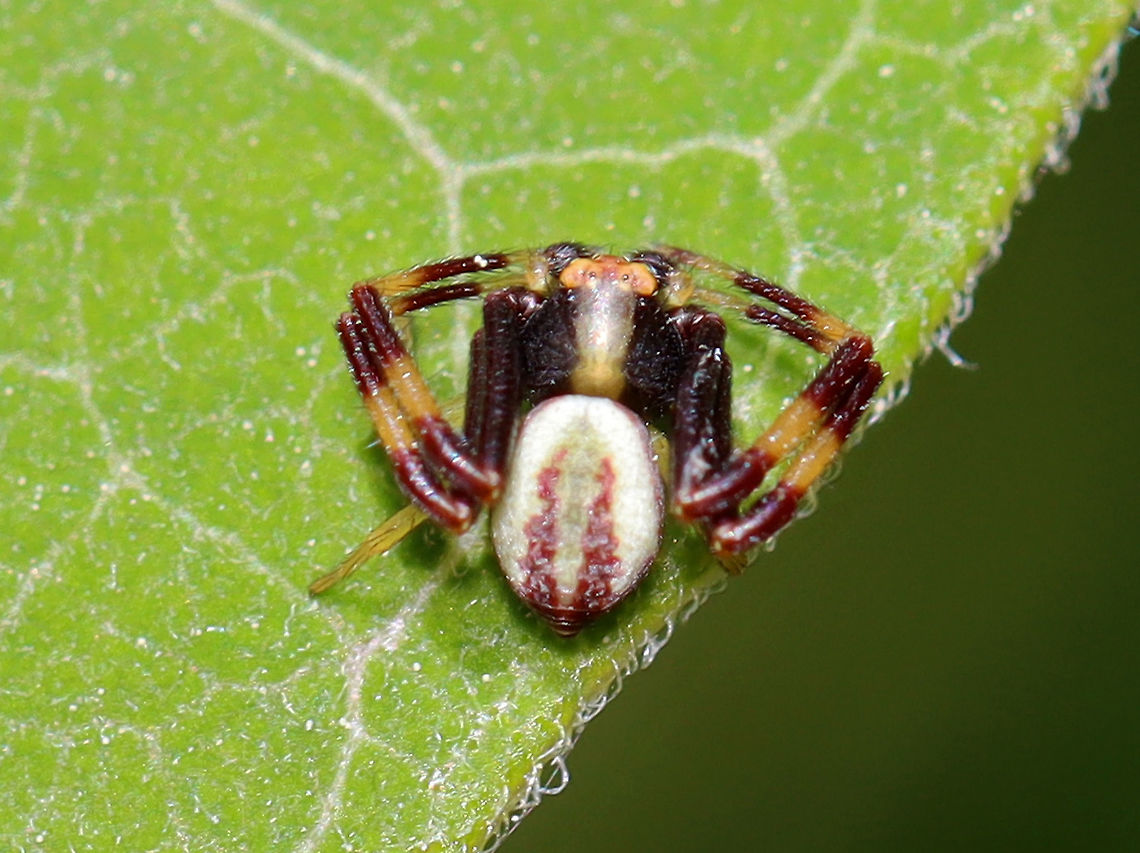 Goldenrod Crab Spider (Male) - Misumena vatia Habitat: Mixed forest/meadow edge<br />
<figure class="photo"><a href="https://www.jungledragon.com/image/106816/goldenrod_crab_spider_male_-_misumena_vatia.html" title="Goldenrod Crab Spider (Male) - Misumena vatia"><img src="https://s3.amazonaws.com/media.jungledragon.com/images/3232/106816_thumb.jpg?AWSAccessKeyId=05GMT0V3GWVNE7GGM1R2&Expires=1759968010&Signature=VRxvHKzfR0KpLebKuEdbBlpFQoc%3D" width="200" height="150" alt="Goldenrod Crab Spider (Male) - Misumena vatia Habitat: Mixed forest/meadow edge<br />
https://www.jungledragon.com/image/106817/goldenrod_crab_spider_male_-_misumena_vatia.html Geotagged,Goldenrod crab spider,Misumena,Misumena vatia,Spring,United States,crab spider,male crab spider,spider" /></a></figure> Geotagged,Goldenrod crab spider,Misumena vatia,Spring,United States