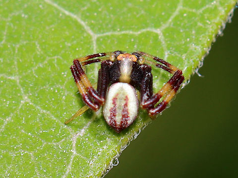 Goldenrod Crab Spider (Male) - Misumena vatia Habitat: Mixed forest/meadow edge
https://www.jungledragon.com/image/106816/goldenrod_crab_spider_male_-_misumena_vatia.html Geotagged,Goldenrod crab spider,Misumena vatia,Spring,United States