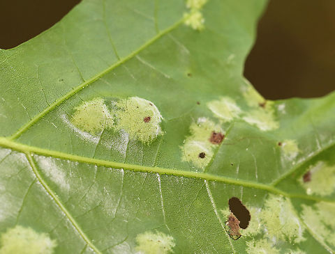 Oak Leaf Blister Disease - Taphrina caerulescens An obligate parasite of oak (Quercus sp.)

Habitat: Oak leaves
https://www.jungledragon.com/image/106864/oak_leaf_blister_disease_-_taphrina_caerulescens.html Geotagged,Lalaria coccinea,Quercus,Spring,Taphrina,Taphrina caerulescens,United States,fungus,oak,oak leaf blister disease,pathogenic fungus