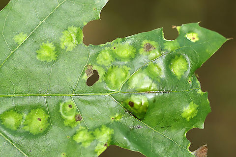 Oak Leaf Blister Disease - Taphrina caerulescens An obligate parasite of oak (Quercus sp.)

Habitat: Oak leaves
https://www.jungledragon.com/image/106863/oak_leaf_blister_disease_-_taphrina_caerulescens.html Geotagged,Spring,Taphrina caerulescens,United States
