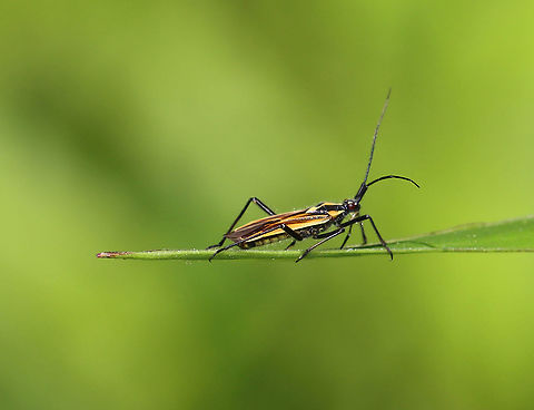 Meadow Plant Bug - Leptopterna dolabrata They feed on developing grass seeds.

Habitat: Meadow Geotagged,Leptopterna,Leptopterna dolabrata,Meadow Plant Bug,Spring,United States,bug,plant bug