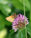 Zabulon Skipper (Male) - Poanes zabulon Total wingspan was only about 3ish cm.<br />
<br />
Habitat: Meadow<br />
https://www.jungledragon.com/image/106868/zabulon_skipper_male_-_poanes_zabulon.html Geotagged,Hesperiidae,Poanes,Poanes zabulon,Spring,United States,Zabulon skipper,butterfly,skipper
