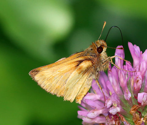 Zabulon Skipper (Male) - Poanes zabulon Total wingspan was only about 3ish cm.

Habitat: Meadow
https://www.jungledragon.com/image/106866/zabulon_skipper_male_-_poanes_zabulon.html Geotagged,Poanes zabulon,Spring,United States,Zabulon skipper