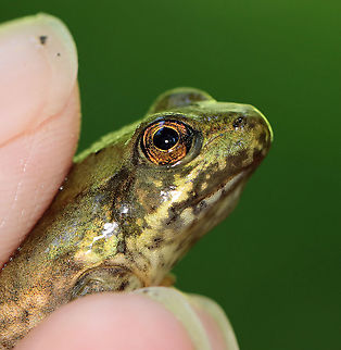 Froglet - Lithobates sp. Hmm...Green frog or bullfrog? I am not sure.

Habitat: Woodland pond
https://www.jungledragon.com/image/106871/froglet_tail_-_lithobates_sp.html
https://www.jungledragon.com/image/106870/froglet_-_lithobates_sp.html Geotagged,Green frog,Lithobates,Lithobates clamitans,Spring,United States,frog,froglet