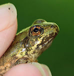 Froglet - Lithobates sp. Hmm...Green frog or bullfrog? I am not sure.<br />
<br />
Habitat: Woodland pond<br />
https://www.jungledragon.com/image/106871/froglet_tail_-_lithobates_sp.html<br />
https://www.jungledragon.com/image/106870/froglet_-_lithobates_sp.html Geotagged,Green frog,Lithobates,Lithobates clamitans,Spring,United States,frog,froglet