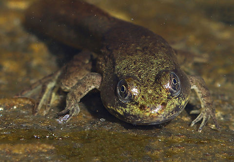 Froglet - Lithobates sp. Hmm...Green frog or bullfrog? I am not sure.

Habitat: Woodland pond
https://www.jungledragon.com/image/106869/froglet_-_lithobates_sp.html
https://www.jungledragon.com/image/106871/froglet_tail_-_lithobates_sp.html Geotagged,Lithobates,Spring,United States,frog,froglet