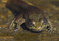 Froglet - Lithobates sp. Hmm...Green frog or bullfrog? I am not sure.<br />
<br />
Habitat: Woodland pond<br />
https://www.jungledragon.com/image/106869/froglet_-_lithobates_sp.html<br />
https://www.jungledragon.com/image/106871/froglet_tail_-_lithobates_sp.html Geotagged,Lithobates,Spring,United States,frog,froglet
