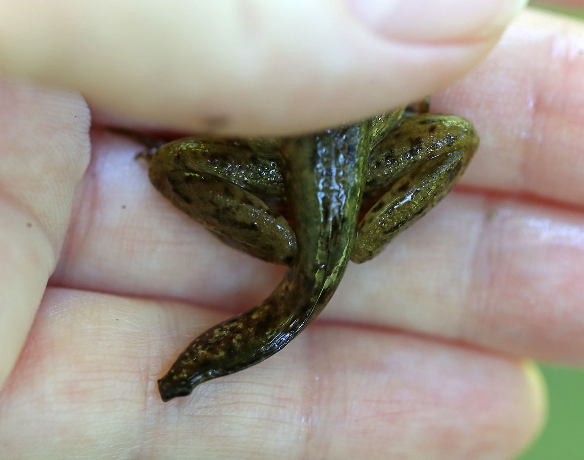 Froglet Tail - Lithobates sp. Hmm...Green frog or bullfrog? I am not sure.<br />
<br />
Habitat: Woodland pond<br />
<figure class="photo"><a href="https://www.jungledragon.com/image/106869/froglet_-_lithobates_sp.html" title="Froglet - Lithobates sp."><img src="https://s3.amazonaws.com/media.jungledragon.com/images/3232/106869_thumb.jpg?AWSAccessKeyId=05GMT0V3GWVNE7GGM1R2&Expires=1759968010&Signature=c3w4HgPH0L2SKhx24oAf7F8TmZY%3D" width="150" height="152" alt="Froglet - Lithobates sp. Hmm...Green frog or bullfrog? I am not sure.<br />
<br />
Habitat: Woodland pond<br />
https://www.jungledragon.com/image/106871/froglet_tail_-_lithobates_sp.html<br />
https://www.jungledragon.com/image/106870/froglet_-_lithobates_sp.html Geotagged,Green frog,Lithobates,Lithobates clamitans,Spring,United States,frog,froglet" /></a></figure><br />
<figure class="photo"><a href="https://www.jungledragon.com/image/106870/froglet_-_lithobates_sp.html" title="Froglet - Lithobates sp."><img src="https://s3.amazonaws.com/media.jungledragon.com/images/3232/106870_thumb.jpg?AWSAccessKeyId=05GMT0V3GWVNE7GGM1R2&Expires=1759968010&Signature=Z3ijldJgUPl%2BQcAjywvt7AMHdO4%3D" width="200" height="140" alt="Froglet - Lithobates sp. Hmm...Green frog or bullfrog? I am not sure.<br />
<br />
Habitat: Woodland pond<br />
https://www.jungledragon.com/image/106869/froglet_-_lithobates_sp.html<br />
https://www.jungledragon.com/image/106871/froglet_tail_-_lithobates_sp.html Geotagged,Lithobates,Spring,United States,frog,froglet" /></a></figure> Geotagged,Lithobates,Spring,United States,frog,froglet