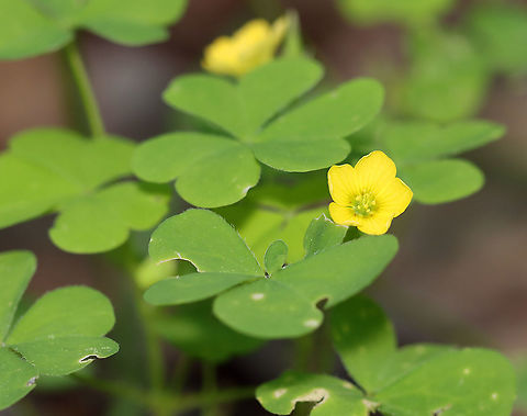 Wood sorrel - Oxalis sp. Habitat: Pond/forest edge Geotagged,Oxalis,Spring,United States,wood sorrel