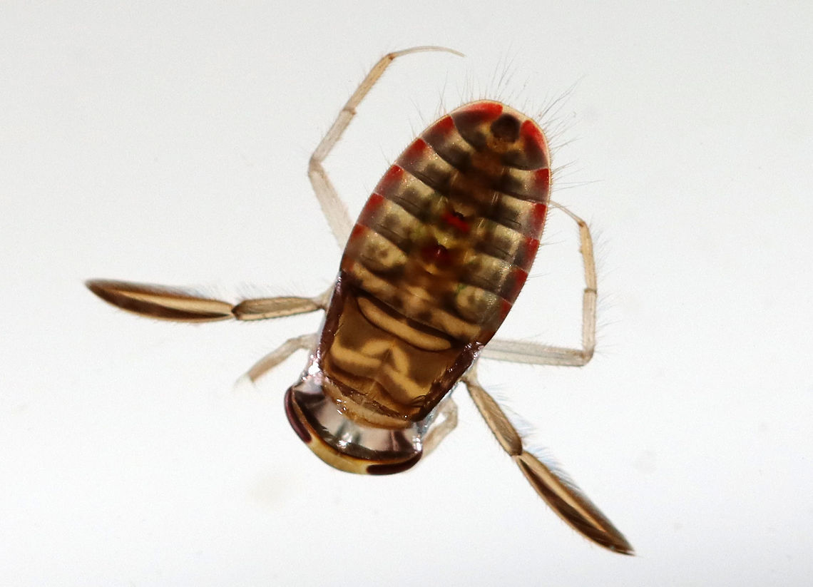 Water Boatman - Tribe Corixini Habitat: Collected from a woodland pond<br />
<figure class="photo"><a href="https://www.jungledragon.com/image/106874/water_boatman_-_tribe_corixini.html" title="Water Boatman - Tribe Corixini"><img src="https://s3.amazonaws.com/media.jungledragon.com/images/3232/106874_thumb.jpg?AWSAccessKeyId=05GMT0V3GWVNE7GGM1R2&Expires=1769040010&Signature=oeCCs4Nn5p%2FDlHnGY5J8TsXIEzw%3D" width="142" height="152" alt="Water Boatman - Tribe Corixini Habitat: Collected from a woodland pond<br />
https://www.jungledragon.com/image/106873/water_boatman_-_tribe_corixini.html Geotagged,Spring,United States" /></a></figure> Corixidae,Corixini,Geotagged,Spring,United States,water boatman