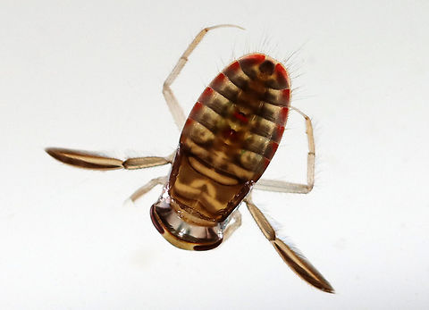 Water Boatman - Tribe Corixini Habitat: Collected from a woodland pond
https://www.jungledragon.com/image/106874/water_boatman_-_tribe_corixini.html Corixidae,Corixini,Geotagged,Spring,United States,water boatman