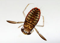 Water Boatman - Tribe Corixini Habitat: Collected from a woodland pond<br />
https://www.jungledragon.com/image/106874/water_boatman_-_tribe_corixini.html Corixidae,Corixini,Geotagged,Spring,United States,water boatman