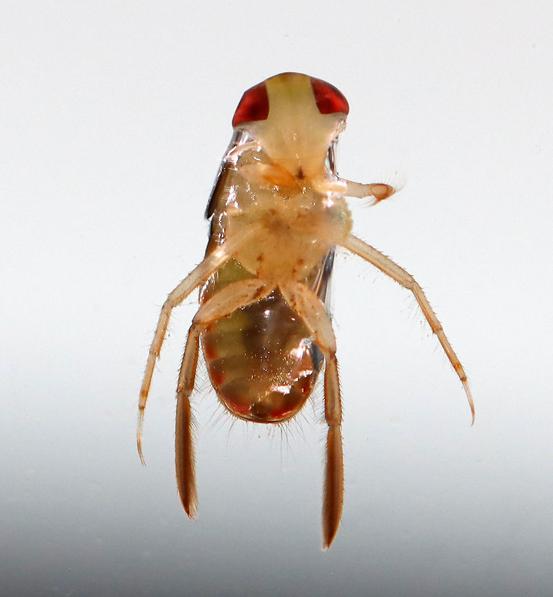 Water Boatman - Tribe Corixini Habitat: Collected from a woodland pond<br />
<figure class="photo"><a href="https://www.jungledragon.com/image/106873/water_boatman_-_tribe_corixini.html" title="Water Boatman - Tribe Corixini"><img src="https://s3.amazonaws.com/media.jungledragon.com/images/3232/106873_thumb.jpg?AWSAccessKeyId=05GMT0V3GWVNE7GGM1R2&Expires=1759968010&Signature=B0u%2FdJHivI2FrX3FOJy8pQ3vv3k%3D" width="200" height="146" alt="Water Boatman - Tribe Corixini Habitat: Collected from a woodland pond<br />
https://www.jungledragon.com/image/106874/water_boatman_-_tribe_corixini.html Corixidae,Corixini,Geotagged,Spring,United States,water boatman" /></a></figure> Geotagged,Spring,United States
