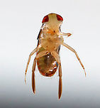 Water Boatman - Tribe Corixini Habitat: Collected from a woodland pond<br />
https://www.jungledragon.com/image/106873/water_boatman_-_tribe_corixini.html Geotagged,Spring,United States