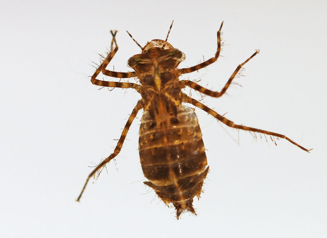 Dragonfly Nymph - Family Corduliidae Habitat: Woodland pond Corduliidae,Geotagged,Spring,United States,dragonfly,dragonfly nymph,nymph