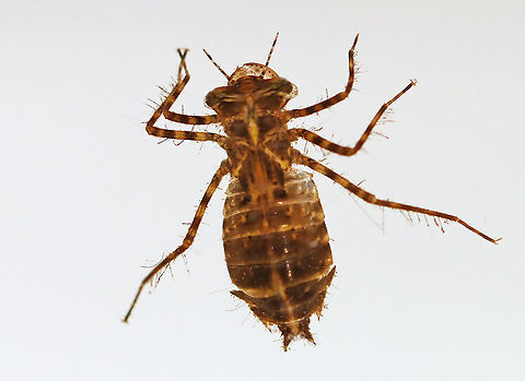 Dragonfly Nymph - Family Corduliidae Habitat: Woodland pond Corduliidae,Geotagged,Spring,United States,dragonfly,dragonfly nymph,nymph