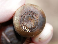 Larvae in Acorn (Quercus sp.) Habitat: Deciduous forest Geotagged,Quercus,Spring,United States,acorn,larva