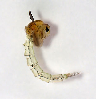 Midge Pupa -  (Chaoboridae), Chaoborus sp. Habitat: Woodland pond Chaoboridae,Chaoborus,Geotagged,Spring,United States,midge pupa,pupa