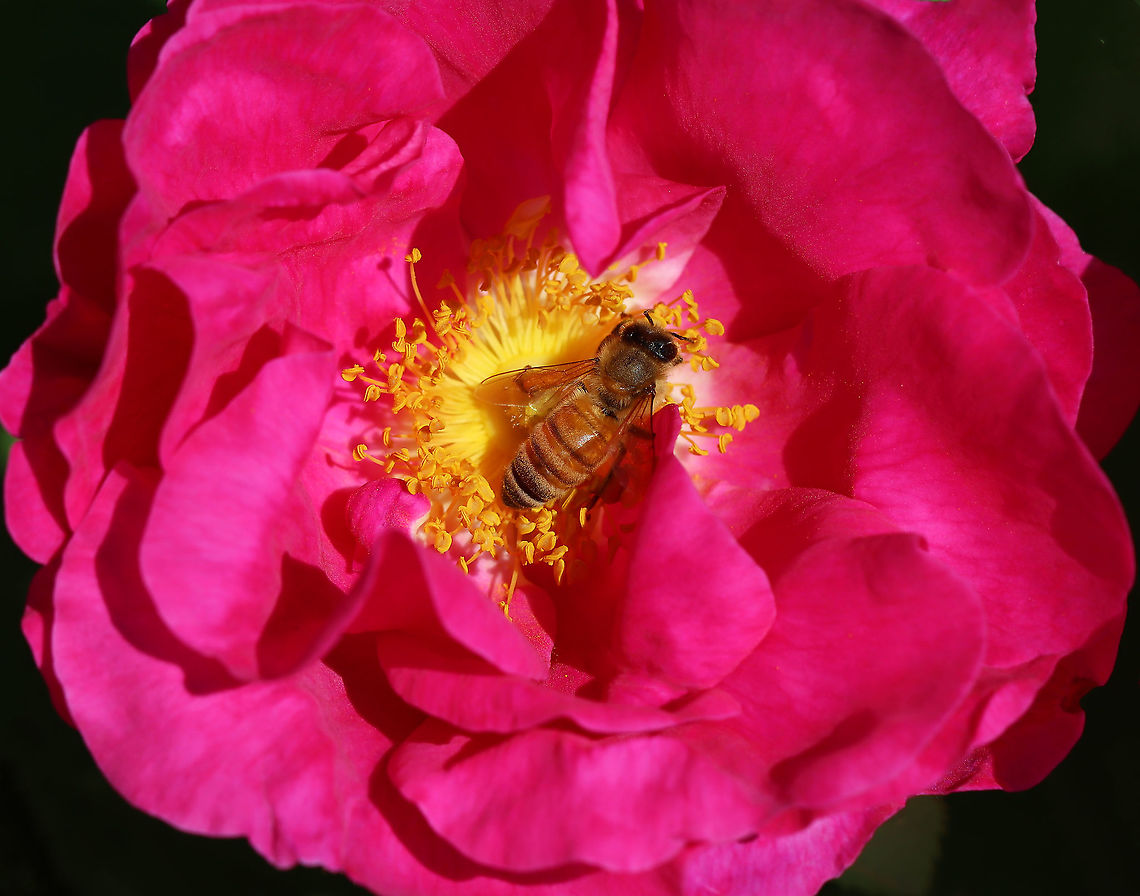 Apis mellifera Habitat: Garden Apis,Apis mellifera,Geotagged,Spring,United States,Western honey bee,bee,honey bee,pollinator