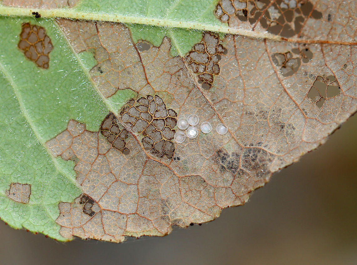 Empty Insect Eggs I thought that these might be empty stink bug eggs. But, they do not have lids. So, perhaps they are hemipteran or lepidopteran or beetle eggs?<br />
<br />
Habitat: Rose (Rosa sp.) leaf in a garden Geotagged,Spring,United States,eggs