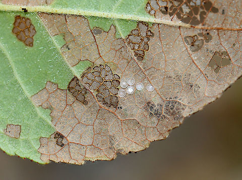 Empty Insect Eggs I thought that these might be empty stink bug eggs. But, they do not have lids. So, perhaps they are hemipteran or lepidopteran or beetle eggs?

Habitat: Rose (Rosa sp.) leaf in a garden Geotagged,Spring,United States,eggs