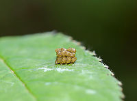 Frass-covered Insect? When I spotted this frass, I assumed it was from a caterpillar. But, as I took a closer look, I found what looked like a pupa (or larva) underneath, making me think it was some sort of leaf beetle. The pupa/larva looked dead (maybe?). For now, this is a mystery.<br />
<br />
Habitat: Garden<br />
https://www.jungledragon.com/image/106932/frass-covered_insect.html<br />
https://www.jungledragon.com/image/106930/frass-covered_insect.html Geotagged,Spring,United States,frass