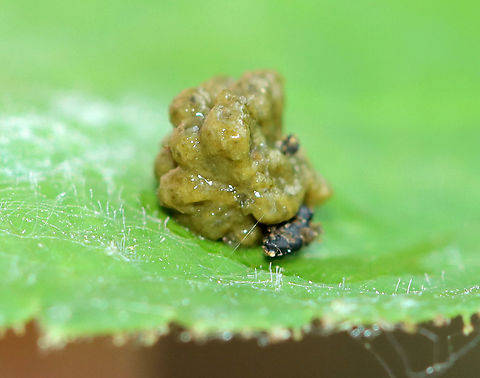 Frass-covered Insect? When I spotted this frass, I assumed it was from a caterpillar. But, as I took a closer look, I found what looked like a pupa (or larva) underneath, making me think it was some sort of leaf beetle. The pupa/larva looked dead (maybe?). For now, this is a mystery.

Habitat: Garden
https://www.jungledragon.com/image/106929/frass-covered_insect.html
https://www.jungledragon.com/image/106932/frass-covered_insect.html Geotagged,Spring,United States