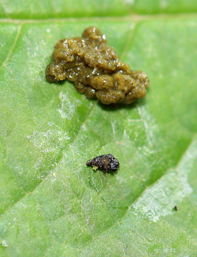Frass-covered Insect? When I spotted this frass, I assumed it was from a caterpillar. But, as I took a closer look, I found what looked like a pupa (or larva) underneath, making me think it was some sort of leaf beetle. The pupa/larva looked dead (maybe?). For now, this is a mystery.<br />
<br />
Habitat: Garden<br />
<figure class="photo"><a href="https://www.jungledragon.com/image/106929/frass-covered_insect.html" title="Frass-covered Insect?"><img src="https://s3.amazonaws.com/media.jungledragon.com/images/3232/106929_thumb.jpg?AWSAccessKeyId=05GMT0V3GWVNE7GGM1R2&Expires=1759968010&Signature=UQImi%2FpOXziTBU32sjGQ%2BRtmSgE%3D" width="200" height="148" alt="Frass-covered Insect? When I spotted this frass, I assumed it was from a caterpillar. But, as I took a closer look, I found what looked like a pupa (or larva) underneath, making me think it was some sort of leaf beetle. The pupa/larva looked dead (maybe?). For now, this is a mystery.<br />
<br />
Habitat: Garden<br />
https://www.jungledragon.com/image/106932/frass-covered_insect.html<br />
https://www.jungledragon.com/image/106930/frass-covered_insect.html Geotagged,Spring,United States,frass" /></a></figure><br />
<figure class="photo"><a href="https://www.jungledragon.com/image/106930/frass-covered_insect.html" title="Frass-covered Insect?"><img src="https://s3.amazonaws.com/media.jungledragon.com/images/3232/106930_thumb.jpg?AWSAccessKeyId=05GMT0V3GWVNE7GGM1R2&Expires=1759968010&Signature=p1FTf3ATVUECMArRoHqiVrxcFck%3D" width="200" height="158" alt="Frass-covered Insect? When I spotted this frass, I assumed it was from a caterpillar. But, as I took a closer look, I found what looked like a pupa (or larva) underneath, making me think it was some sort of leaf beetle. The pupa/larva looked dead (maybe?). For now, this is a mystery.<br />
<br />
Habitat: Garden<br />
https://www.jungledragon.com/image/106929/frass-covered_insect.html<br />
https://www.jungledragon.com/image/106932/frass-covered_insect.html Geotagged,Spring,United States" /></a></figure> Geotagged,Spring,United States