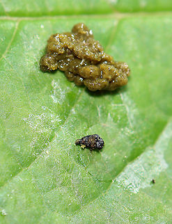 Frass-covered Insect? When I spotted this frass, I assumed it was from a caterpillar. But, as I took a closer look, I found what looked like a pupa (or larva) underneath, making me think it was some sort of leaf beetle. The pupa/larva looked dead (maybe?). For now, this is a mystery.

Habitat: Garden
https://www.jungledragon.com/image/106929/frass-covered_insect.html
https://www.jungledragon.com/image/106930/frass-covered_insect.html Geotagged,Spring,United States