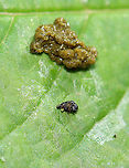 Frass-covered Insect? When I spotted this frass, I assumed it was from a caterpillar. But, as I took a closer look, I found what looked like a pupa (or larva) underneath, making me think it was some sort of leaf beetle. The pupa/larva looked dead (maybe?). For now, this is a mystery.<br />
<br />
Habitat: Garden<br />
https://www.jungledragon.com/image/106929/frass-covered_insect.html<br />
https://www.jungledragon.com/image/106930/frass-covered_insect.html Geotagged,Spring,United States