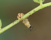 Syrphid Larva (Eupeodes americanus?) Eating Aphid I spotted this larva chomping away on aphids.  <br />
<br />
Habitat: Rural garden<br />
https://www.jungledragon.com/image/106936/lacewing_larva_chrysoperla_carnea_complex_eating_aphid.html American hoverfly,Eupeodes,Eupeodes americanus,Geotagged,Spring,United States,aphid,larva,syrphid,syrphid larva