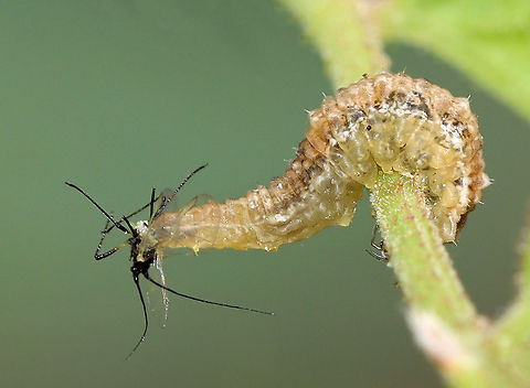 Syrphid Larva (Eupeodes americanus?) Eating Aphid I spotted this larva chomping away on aphids.

Habitat: Rural garden
https://www.jungledragon.com/image/106934/lacewing_larva_chrysoperla_carnea_complex_eating_aphid.html
https://www.jungledragon.com/image/106942/lacewing_larva_chrysoperla_carnea_complex_eating_aphid.html
https://www.jungledragon.com/image/106939/rose_aphids_-_macrosiphum_rosae.html American hoverfly,Eupeodes americanus,Geotagged,Spring,United States