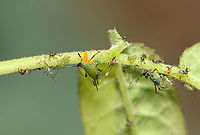 Rose Aphids - Macrosiphum rosae These aphids didn't look healthy. There was a syrphid larva a few centimeters from these guys. **And, what is that yellow blob in the center?<br />
<br />
Habitat: On roses in a garden<br />
https://www.jungledragon.com/image/106942/lacewing_larva_chrysoperla_carnea_complex_eating_aphid.html<br />
https://www.jungledragon.com/image/106936/lacewing_larva_chrysoperla_carnea_complex_eating_aphid.html Geotagged,Macrosiphum,Macrosiphum rosae,Rose aphid,Spring,United States,aphids