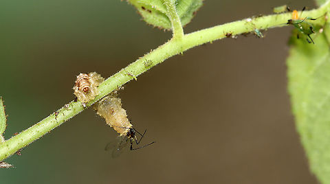 Syrphid Larva (Eupeodes americanus?) Eating Aphid I spotted this larva chomping away on aphids.

Habitat: Rural garden
https://www.jungledragon.com/image/106936/lacewing_larva_chrysoperla_carnea_complex_eating_aphid.html
https://www.jungledragon.com/image/106939/rose_aphids_-_macrosiphum_rosae.html American hoverfly,Eupeodes americanus,Geotagged,Spring,United States