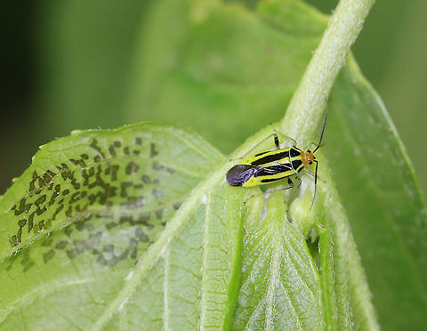 Fourlined Plant Bug - Poecilocapsus lineatus It looks like this bug just had quite a feast.

Habitat: Garden Fourlined Plant Bug,Geotagged,Poecilocapsus lineatus Fabricius,Spring,United States,bug,plant bug