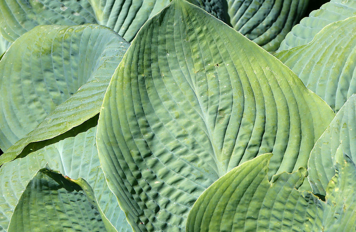 Plantain Lily - Hosta plantaginea This plant has huge leaves.<br />
<br />
Habitat: Garden<br />
<figure class="photo"><a href="https://www.jungledragon.com/image/106992/plantain_lily_-_hosta_plantaginea.html" title="Plantain Lily - Hosta plantaginea"><img src="https://s3.amazonaws.com/media.jungledragon.com/images/3232/106992_thumb.jpg?AWSAccessKeyId=05GMT0V3GWVNE7GGM1R2&Expires=1767225610&Signature=FlN86RekXT%2FSKgYV0pjfeBWyjmA%3D" width="130" height="152" alt="Plantain Lily - Hosta plantaginea Habitat: Garden<br />
https://www.jungledragon.com/image/106945/plantain_lily_-_hosta_plantaginea.html<br />
<br />
 Geotagged,Hosta plantaginea,Plantain Lily,Spring,United States,hosta" /></a></figure> Geotagged,Hosta plantaginea,Plantain Lily,Spring,United States,hosta