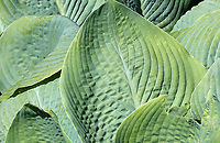 Plantain Lily - Hosta plantaginea This plant has huge leaves.<br />
<br />
Habitat: Garden<br />
https://www.jungledragon.com/image/106992/plantain_lily_-_hosta_plantaginea.html Geotagged,Hosta plantaginea,Plantain Lily,Spring,United States,hosta