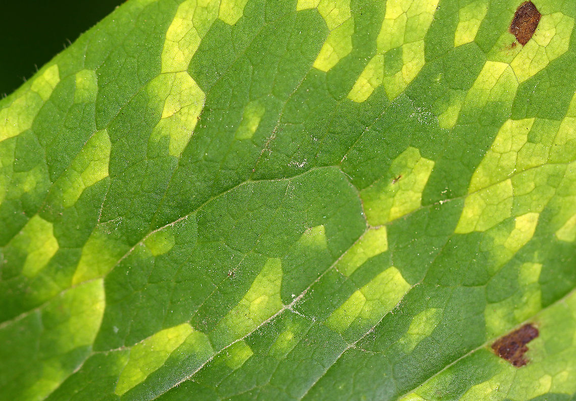 Mayapple Rust (Leaf Uppersurface) - Allodus podophylli This fungus disfigures the plant, but doesn&#039;t seem to cause any real harm. <br />
<br />
Habitat: On mayapple (Podophyllum peltatum) leaves<br />
<br />
<figure class="photo"><a href="https://www.jungledragon.com/image/106983/mayapple_rust_spores_leaf_undersurface_-_allodus_podophylli.html" title="Mayapple Rust Spores (Leaf Undersurface) - Allodus podophylli"><img src="https://s3.amazonaws.com/media.jungledragon.com/images/3232/106983_thumb.jpg?AWSAccessKeyId=05GMT0V3GWVNE7GGM1R2&Expires=1767225610&Signature=Lcr9mEwU2nyELX78R5Jf%2FwdUpsU%3D" width="200" height="142" alt="Mayapple Rust Spores (Leaf Undersurface) - Allodus podophylli Habitat: On mayapple (Podophyllum peltatum) leaves<br />
https://www.jungledragon.com/image/106976/mayapple_rust_leaf_uppersurface_-_allodus_podophylli.html<br />
https://www.jungledragon.com/image/106980/mayapple_rust_leaf_undersurface_-_allodus_podophylli.html Allodus podophylli,Geotagged,Mayapple Rust,Spring,United States" /></a></figure><br />
<figure class="photo"><a href="https://www.jungledragon.com/image/106980/mayapple_rust_leaf_undersurface_-_allodus_podophylli.html" title="Mayapple Rust (Leaf Undersurface) - Allodus podophylli"><img src="https://s3.amazonaws.com/media.jungledragon.com/images/3232/106980_thumb.jpg?AWSAccessKeyId=05GMT0V3GWVNE7GGM1R2&Expires=1767225610&Signature=1nzqAZDbiZGdOn8xTzrVeCwvLSQ%3D" width="200" height="136" alt="Mayapple Rust (Leaf Undersurface) - Allodus podophylli This fungus disfigures the plant, but doesn&#039;t seem to cause any real harm.<br />
<br />
***I&#039;m not sure if the dark reddish spots are the same fungus??<br />
<br />
Habitat: On mayapple (Podophyllum peltatum) leaves<br />
<br />
https://www.jungledragon.com/image/106976/mayapple_rust_leaf_uppersurface_-_allodus_podophylli.html<br />
https://www.jungledragon.com/image/106983/mayapple_rust_leaf_undersurface_-_allodus_podophylli.html Allodus podophylli,Geotagged,Mayapple Rust,Spring,United States" /></a></figure>  Allodus,Allodus podophylli,Geotagged,Mayapple Rust,Spring,United States,fungus,mayapple,rust