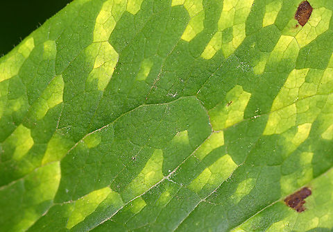 Mayapple Rust (Leaf Uppersurface) - Allodus podophylli This fungus disfigures the plant, but doesn't seem to cause any real harm. 

Habitat: On mayapple (Podophyllum peltatum) leaves

https://www.jungledragon.com/image/106983/mayapple_rust_leaf_undersurface_-_allodus_podophylli.html
https://www.jungledragon.com/image/106980/mayapple_rust_leaf_undersurface_-_allodus_podophylli.html  Allodus,Allodus podophylli,Geotagged,Mayapple Rust,Spring,United States,fungus,mayapple,rust