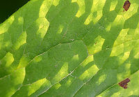 Mayapple Rust (Leaf Uppersurface) - Allodus podophylli This fungus disfigures the plant, but doesn't seem to cause any real harm. <br />
<br />
Habitat: On mayapple (Podophyllum peltatum) leaves<br />
<br />
https://www.jungledragon.com/image/106983/mayapple_rust_leaf_undersurface_-_allodus_podophylli.html<br />
https://www.jungledragon.com/image/106980/mayapple_rust_leaf_undersurface_-_allodus_podophylli.html Allodus,Allodus podophylli,Geotagged,Mayapple Rust,Spring,United States,fungus,mayapple,rust