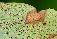 Mayapple Rust (Leaf Undersurface) - Allodus podophylli This fungus disfigures the plant, but doesn't seem to cause any real harm.<br />
<br />
***I'm not sure if the dark reddish spots are the same fungus??<br />
<br />
Habitat: On mayapple (Podophyllum peltatum) leaves<br />
<br />
https://www.jungledragon.com/image/106976/mayapple_rust_leaf_uppersurface_-_allodus_podophylli.html<br />
https://www.jungledragon.com/image/106983/mayapple_rust_leaf_undersurface_-_allodus_podophylli.html Allodus podophylli,Geotagged,Mayapple Rust,Spring,United States