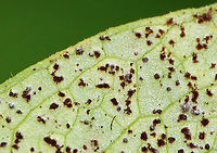 Mayapple Rust Spores (Leaf Undersurface) - Allodus podophylli Habitat: On mayapple (Podophyllum peltatum) leaves<br />
https://www.jungledragon.com/image/106976/mayapple_rust_leaf_uppersurface_-_allodus_podophylli.html<br />
https://www.jungledragon.com/image/106980/mayapple_rust_leaf_undersurface_-_allodus_podophylli.html Allodus podophylli,Geotagged,Mayapple Rust,Spring,United States
