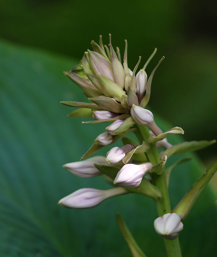 Plantain Lily - Hosta plantaginea Habitat: Garden<br />
<figure class="photo"><a href="https://www.jungledragon.com/image/106945/plantain_lily_-_hosta_plantaginea.html" title="Plantain Lily - Hosta plantaginea"><img src="https://s3.amazonaws.com/media.jungledragon.com/images/3232/106945_thumb.jpg?AWSAccessKeyId=05GMT0V3GWVNE7GGM1R2&Expires=1759968010&Signature=5llG3LeruI1lnlTUNoE0Ftgpcrs%3D" width="200" height="132" alt="Plantain Lily - Hosta plantaginea This plant has huge leaves.<br />
<br />
Habitat: Garden<br />
https://www.jungledragon.com/image/106992/plantain_lily_-_hosta_plantaginea.html Geotagged,Hosta plantaginea,Plantain Lily,Spring,United States,hosta" /></a></figure><br />
<br />
 Geotagged,Hosta plantaginea,Plantain Lily,Spring,United States,hosta