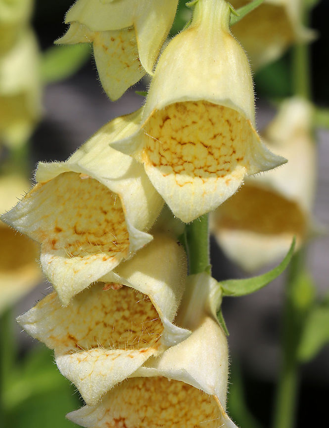 Yellow Foxglove - Digitalis grandiflora Habitat: Garden Digitalis,Digitalis grandiflora,Geotagged,Spring,United States,Yellow foxglove,foxglove